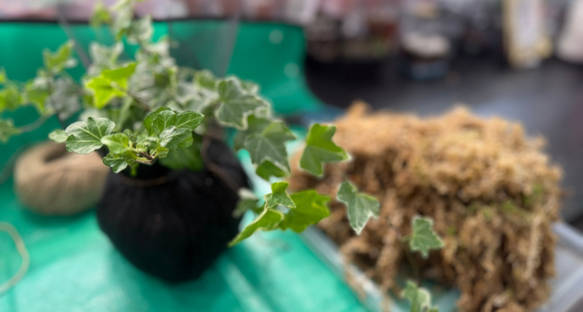 Уже зимой покупаю рассаду на сад мечты: 12 цветов-спринтеров - растут за лето как на дрожжах и цветут божественно