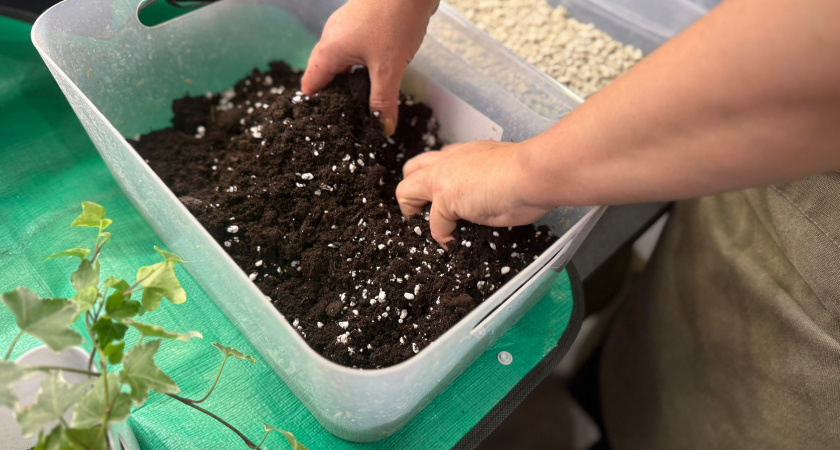 Старые бабушкины методы зимовки герани до сих пор работают лучше покупок весной - всего пара хитростей и герани дают фору всем цветам