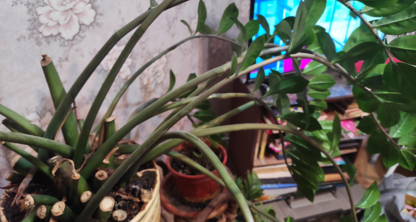 Развожу стакан крупы на 3 л воды и под корень: после такой подкормки даже хилые цветы вмиг оживают и растут прямо на глазах