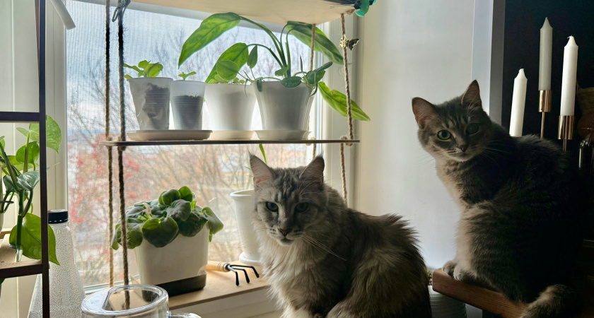 Кормлю комнатные цветы отходами с кухни - через 2 недели цветут мощными шапками без перерыва