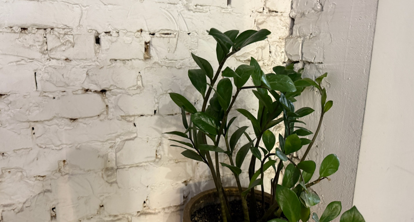 3 способа восстановить замиокулькас и сделать его ещё пышнее: листья не разваливаются и не ломаются - рабочий способ для всех цветов