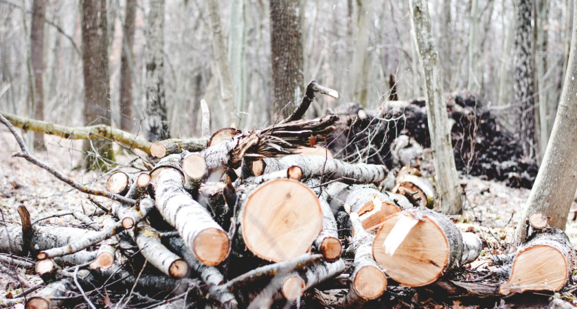 Выкопал на даче гнилое бревно, а оно оказалось дороже его "Крузака" - тайна черного золота русских болот