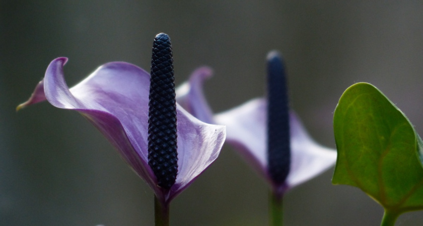 3 «нельзя» при пересадке спатифиллума: из-за них он не растёт, не цветёт и сушит кончики листьев