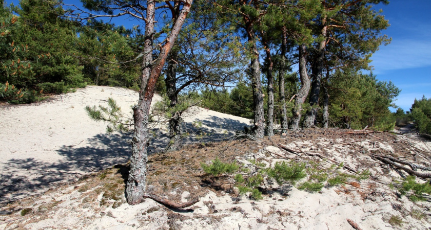Побывала на Куршской Косе под Калининградом: эмоции от восторга до разочарования - вот какие места нужно обходить мимо