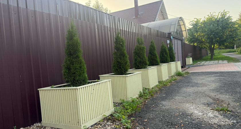 Зимой размножаю туи 3 способами без потерь: каждая веточка даёт новое дерево - агроном подсказал способ