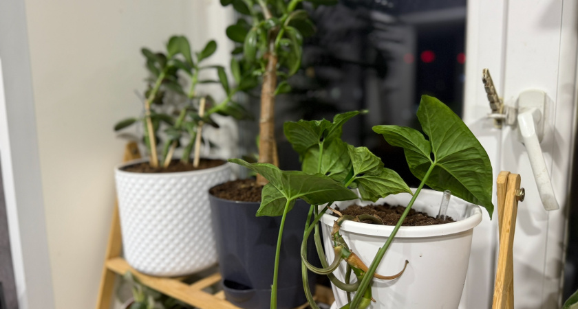 Прощаюсь без жалости: избавился от 5 комнатных растений с интересной историей - и вам рекомендую