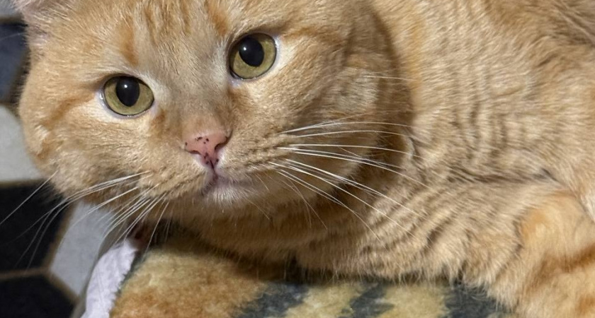 «Наконец-то дождались»: жители Спасска годами просили новую ветстанцию