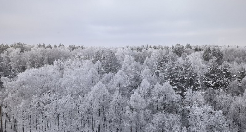 В Рязанской области во время новогодних праздников будет усилена охрана лесных насаждений
