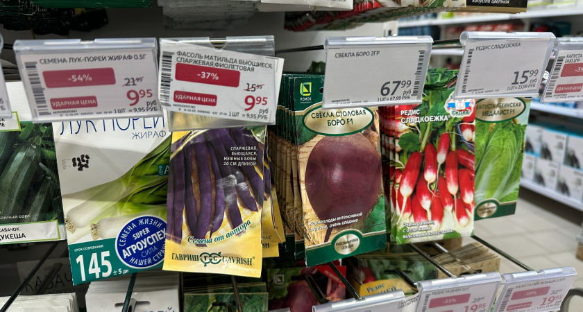 Больше не покупаю дорогущий севок: нашел сорт из семян в разы лучше - вырастает гигантом и хранится всю зиму