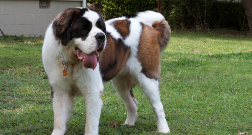 Самый лучший пес: зоопсихологи рассказали как правильно хвалить собаку - поймет с первого жеста