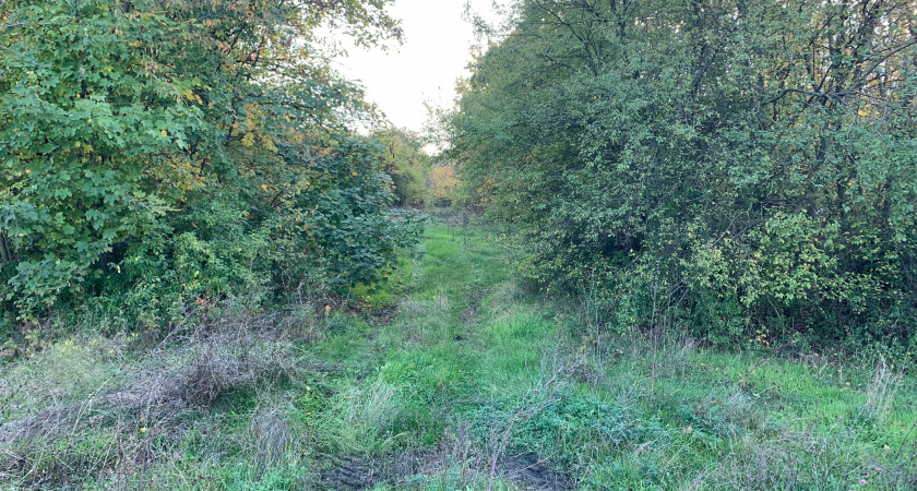 Весенняя трава, которую в России едят только коровы, а в Китае обожают пенсионеры - растет у многих в огородах