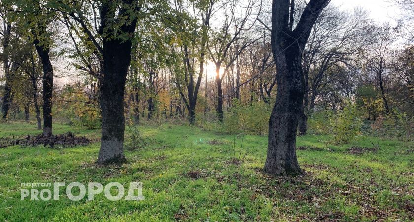 «Опять без нас решили»: рязанцы обсуждают строительство в Лесопарке и слова губернатора