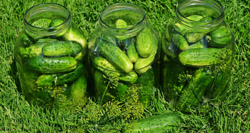 Больше не сажаю всякую ерунду на участке: выделил 7 лучших сортов огурцов для открытого грунта - урожай собираю тележками 