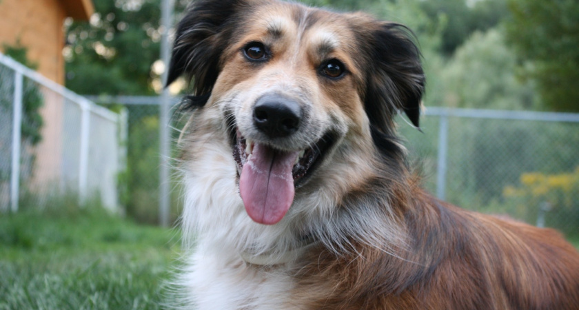 Почему собака ходит за вами в туалет: эта привычка сближает больше, чем вы думаете