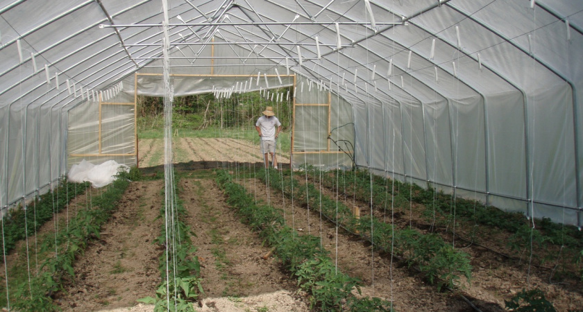 Пекарь из России объехал 27 стран чтобы найти идеальную теплицу: вот за что ему чуть не дали Нобелевскую премию