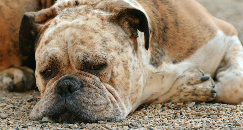 5 хитростей, чтобы собака полюбила вас ещё сильнее и 3 действия, после которых собака вас возненавидит: полезно знать владельцам питомцев