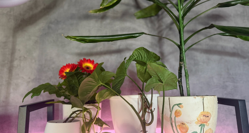 Зимой делаю кофейный жмых для комнатных растений: выливаю под корень удобрение из кружки - цветы оживают на глазах