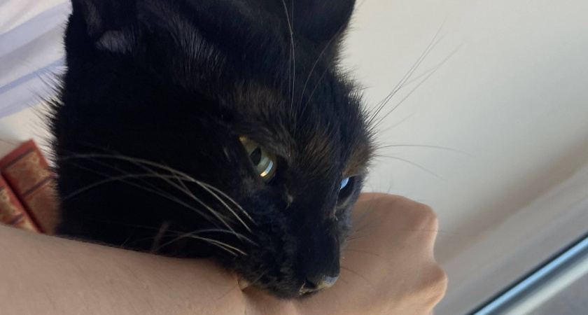 Учёные выяснили, почему кошки могут кусаться, когда их гладят - многие владельцы этого не замечают