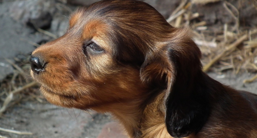 Что и каким образом собака пытается сообщить хозяину: 7 интересных примеров - поймет не каждый владелец