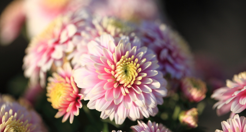 Продавщица из теплицы раскрыла карты: вот почему моя хризантема мультифлора не цвела - теперь знаю как сохранить ее на зиму 