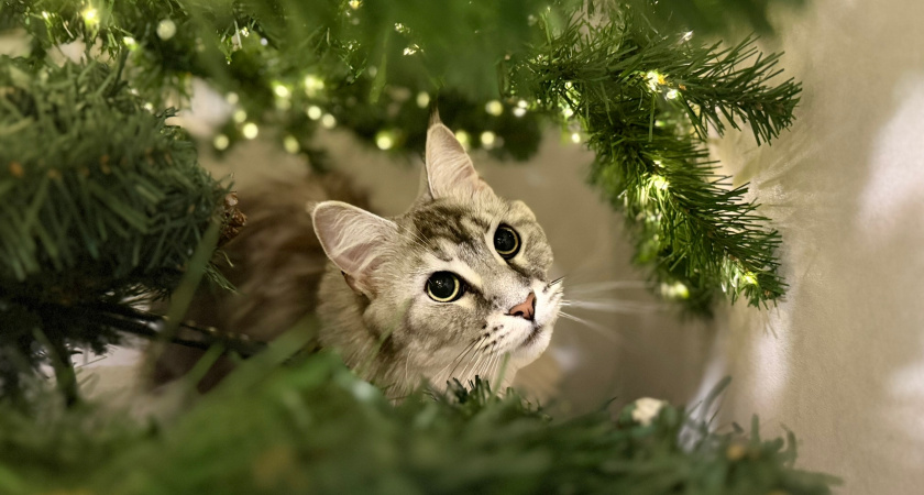 Как не надо называть свою кошку: имена, которых лучше избегать - совет зоопсихолога