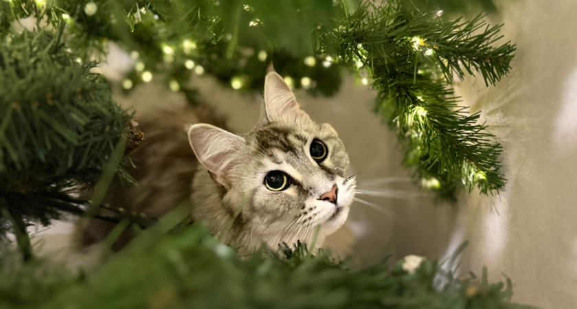 В Рязани скоро заработает пункт приема новогодних елок