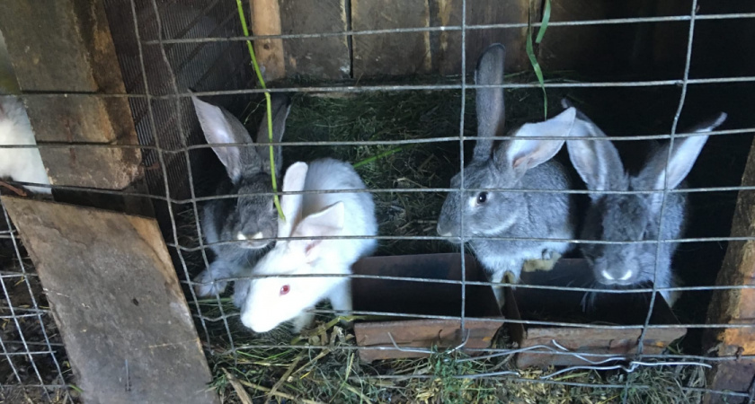 1220 вакансий представлено в АПК Рязанской области