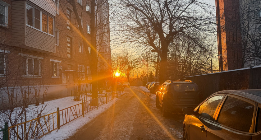 В Ряжске пенсионерка пришла в гости к соседке и украла пальму