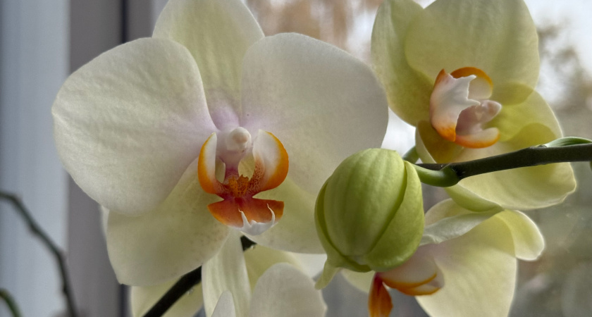 Цветы в доме больше не хандрят: лью дрожжевую воду в январе под герань и фиалки - к весне распускаются пышными шапками 