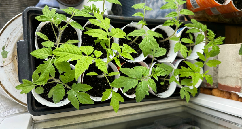 Игнорирую февральские посевы перцев: применил другой способ - крепкая рассада выходит уже в мае