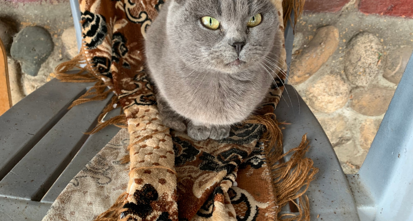 Какие знаки подают кошки перед приходом в дом большой беды - а мы их не считываем