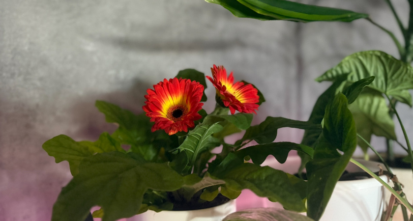 Лёгкий способ спасти любое растение даже если остался один лист: всего 1 компонент и маленькая хитрость - и цветок пустит новые корни