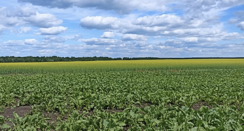 818 тонн зерна из Рязанской области отправилось в соседние области