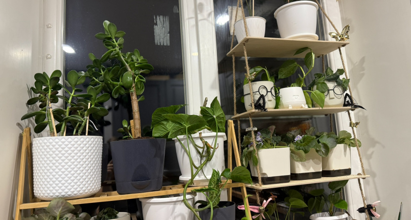 Принесла домой эти комнатные растения случайно, а теперь не нарадуюсь: море цветков, шикарные листья и яркие краски