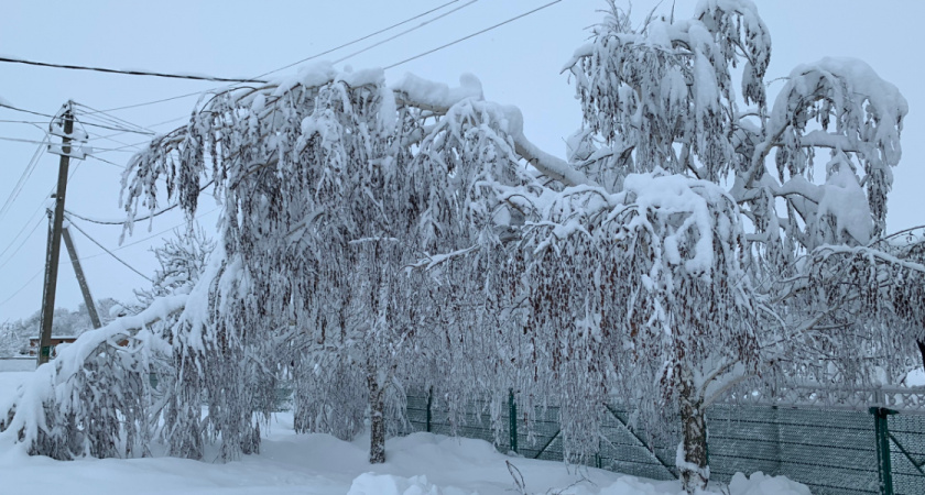 В Рязанской области падающие из-за снега деревья рвут провода и перекрывают дороги
