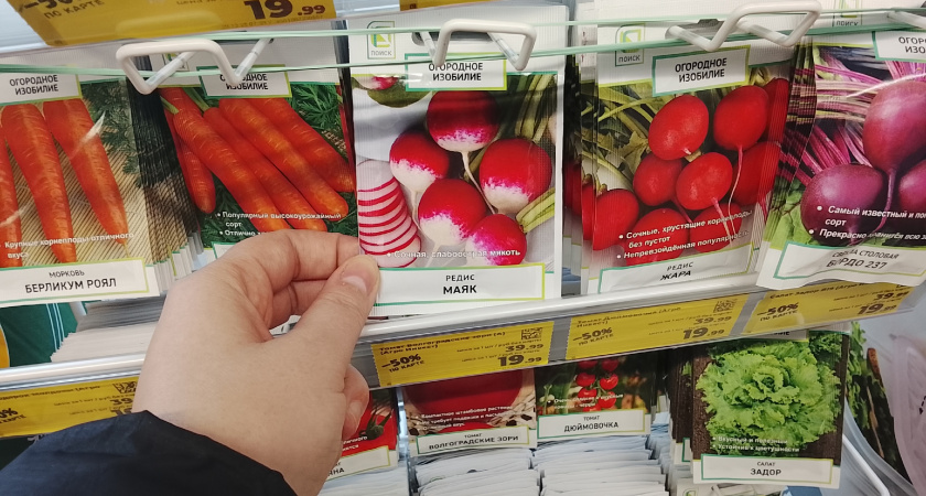 Магазинный редис больше не покупаю: узнал 5 шагов по выращиванию домашнего на подоконнике - всю зиму живу на витаминах