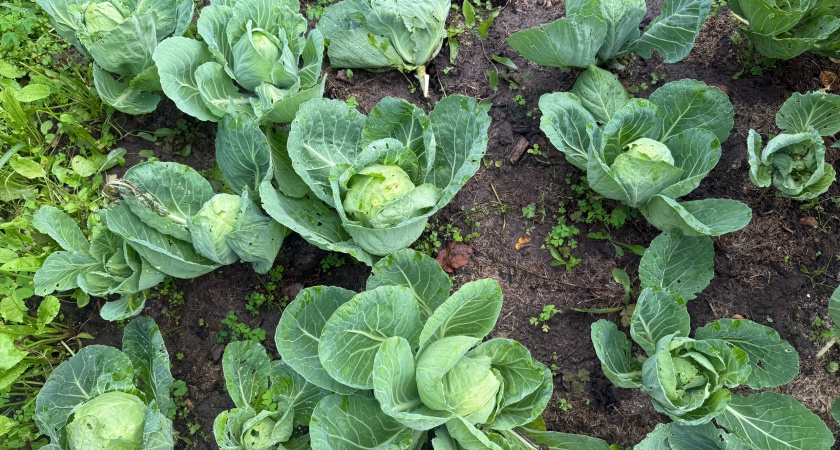 Купил у соседки рассаду капусты: воспользовался ее советами и не нарадуюсь - который год урожай некуда девать