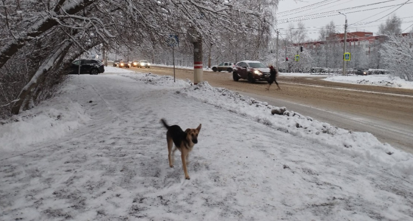 «Страшно отправлять детей в школу одних»: жители д. Турлатово опасаются выходить на улицу из-за бездомных собак