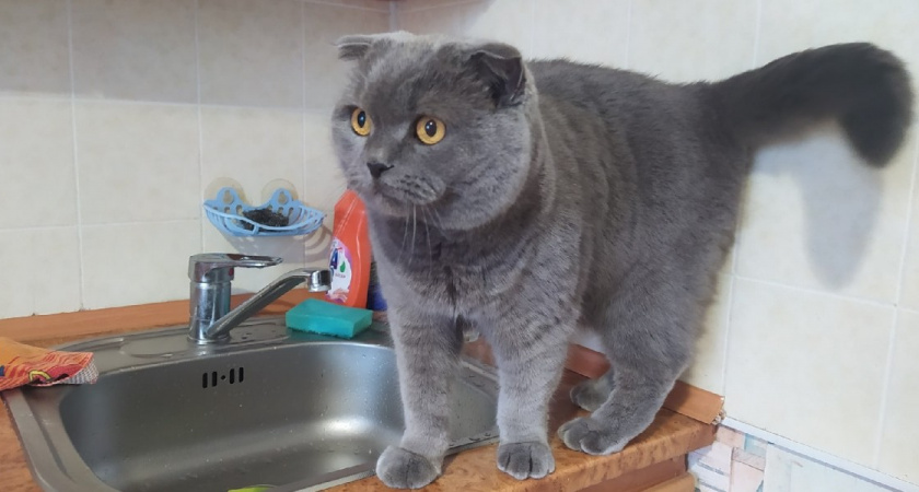 «В таких условиях невозможно жить»: рязанцы с пл. Попова практически месяц ожидают горячую воду