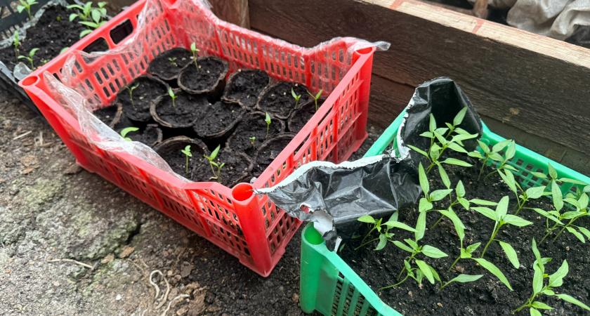 Бросаю два семечка в один стакан: получаю крепкую рассаду томатов без пикировки и подкормок — только свет и вода