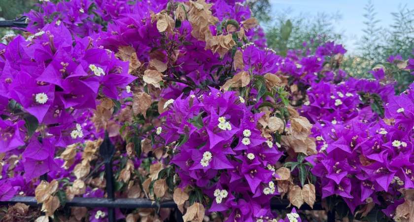 Цветут всё лето и до самых заморозков: вместе с биологом выбрала долгоцветущие многолетники для своего сада -делюсь подборкой