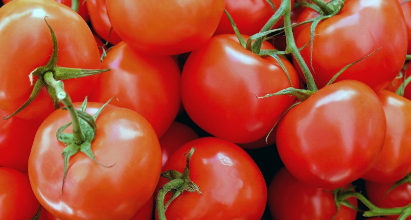 Сажаю семена томатов позже, а получаю урожай раньше - 3 верных способа собрать помидоры ведрами с куста