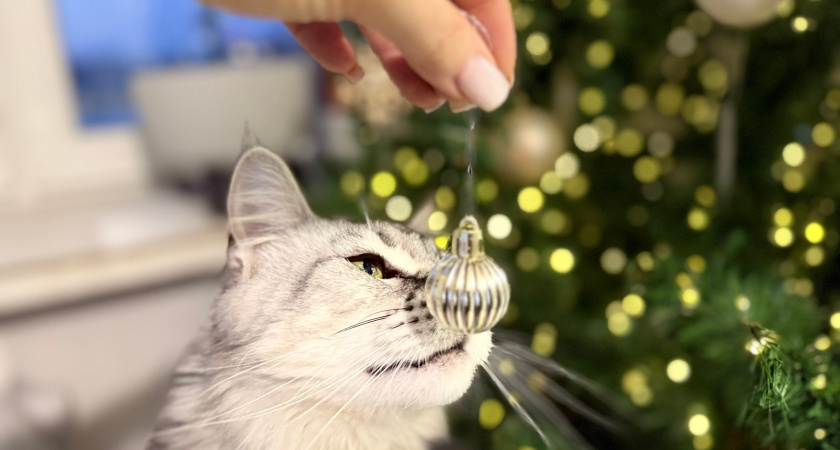 Ради кота, чего только не сделаешь: 10 привычек кошатников - выдают с головой их даже на отдыхе