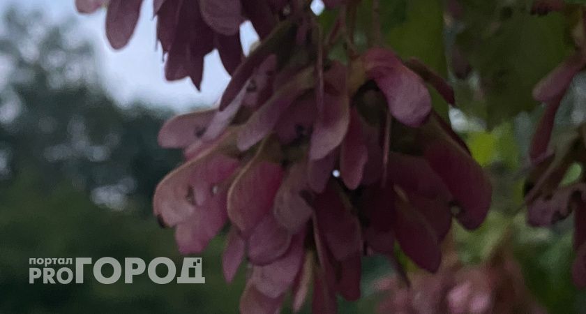 «Скоро дышать будет нечем»: рязанцы возмущены полной вырубкой деревьев на улице Павлова