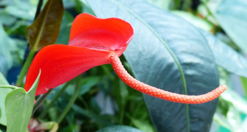 Окунаем горшок в раствор — запускаем цветение спатифиллума: эффективная подкормка, стимулирующая закладку бутонов