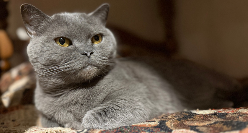 8 проступков, которые кошка прощает хозяину только от большой любви: а мы это допускаем каждый день