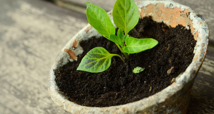 Рассада выходит всегда крепенькая и толстенькая. Мои простые и понятные правила выращивания для щедрого урожая