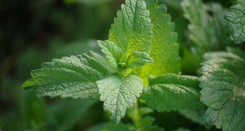Не петрушка и не базилик: ученые назвали более полезную зелень - ешьте ее хоть каждый день