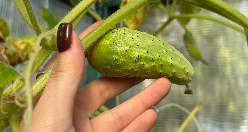 Готовлюсь к огуречному сезону без срывов: применяю японский метод контроля за почвой - урожай стабильный, как по часам