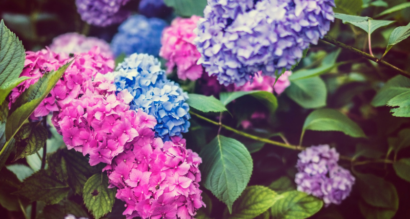 Почему огородники массово убирают с участков гортензию: заменили на более эффектные и неприхотливые многолетники - без мороки с уходом